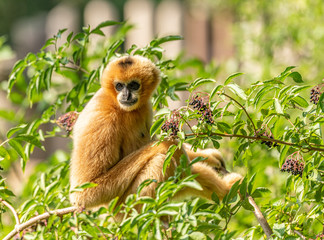 Fototapeta premium golden gibbon on elderberry