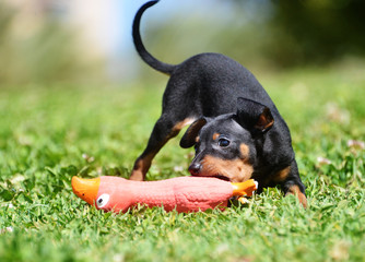 prague ratter puppy dog on grass playing with squeaky toy