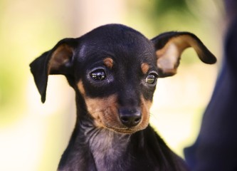 adorable prague ratter puppy