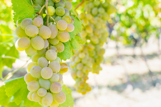 Large bunch of grapes hang from a vine, Close Up of white wine grapes
