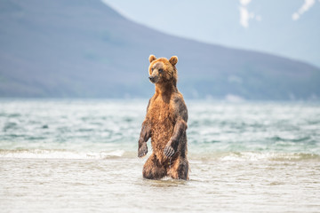 Ruling the landscape, brown bears of Kamchatka (Ursus arctos beringianus)