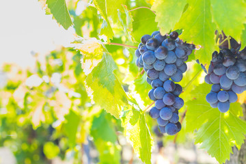 Large bunch of grapes hang from a vine, Close Up of red wine grapes