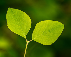 leaf on green background