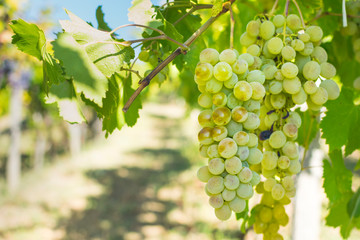 Large bunch of grapes hang from a vine, Close Up of white wine grapes