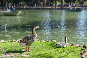 Duck in public garden