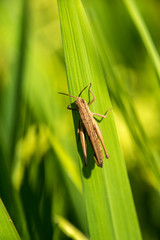 Brown grasshopper on green grass