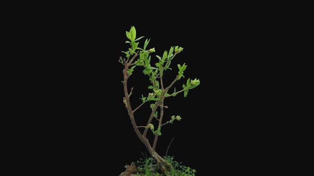 Time-lapse of opening and blooming blueberry branch 3a3 in RGB + ALPHA  matte format isolated on black background