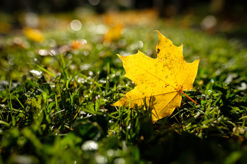 Ahornblatt gelb im Herbst
