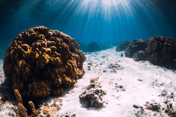 Tropical blue ocean with sand and corals underwater in Hawaii