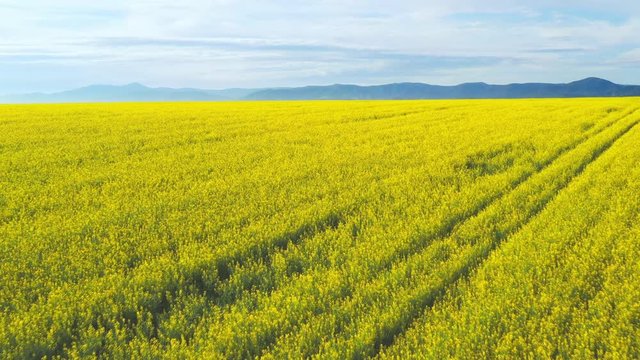 Aero panorama of a field of yellow rape or canola flowers, grown for the rapeseed oil crop.