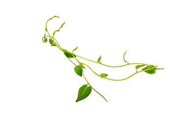 Heart shaped green leaves twisted vines liana jungle plant isolated on white background with clipping path