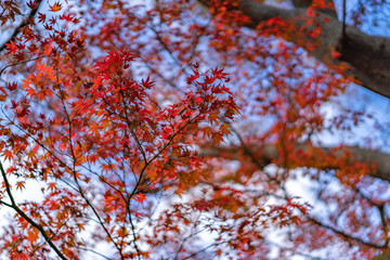 日比谷公園の紅葉