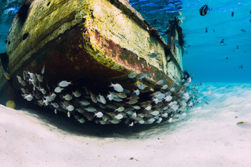 Tropical ocean with wreck of boat on sandy bottom and school of fish, underwater in Mauritius