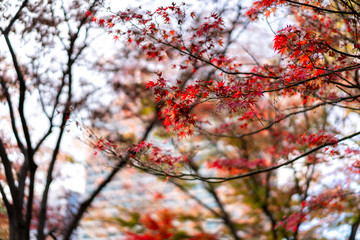 日比谷公園の紅葉