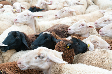 many sheep crowded together in a corral before being sheared