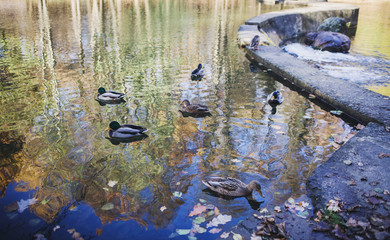 ducks in the water near the waterfall