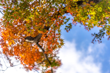 日比谷公園の紅葉