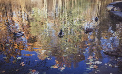 many ducks in the lake water. autumn park