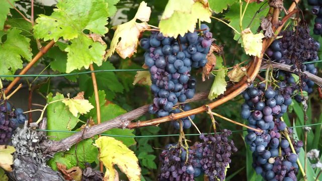 ripe grapes hang on the vine in the vineyard in the closeup