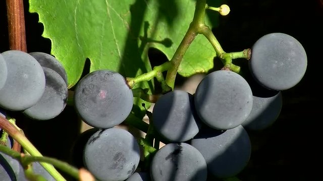 Reife blaue Weinbeeren in Gro&szlig;aufnahme