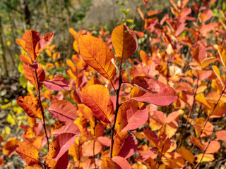 beautiful and colorful leaves in sunlight, autumn
