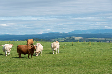 vache, Causse de Sévérac, Sévérac le Château, 12, Aveyron