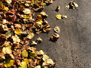 Yellow autumn leaves on the asphalt. Copy space. Autumn background. Fall concept