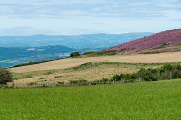 Erica cinerea, Bruyère cendrée, Causse de Sévérac, Sévérac le Château, 12, Aveyron