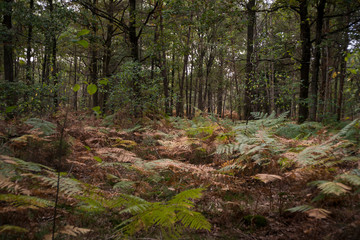Forêt de Sénart, Essonne, 91