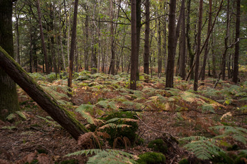 Forêt de Sénart, Essonne, 91