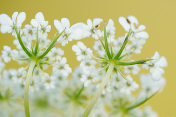 Bl&uuml;te der wilden M&ouml;hre (Daucus carota)