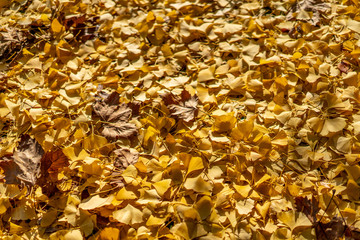 日比谷公園の紅葉 イチョウの絨毯
