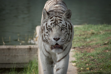 Retrato de un tigre de bangala blanco macho en cautividad en el zoo de Madrid