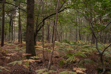 Forêt de Sénart, Essonne, 91