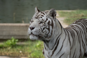 Fototapeta na wymiar Retrato de un tigre de bangala blanco macho en cautividad en el zoo de Madrid