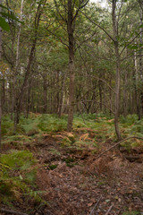 Forêt de Sénart, Essonne, 91