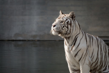 Retrato de un tigre de bangala blanco macho en cautividad en el zoo de Madrid