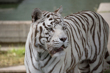 Fototapeta na wymiar Retrato de un tigre de bangala blanco macho en cautividad en el zoo de Madrid