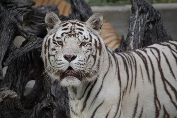 Retrato de un tigre de bangala blanco macho en cautividad en el zoo de Madrid