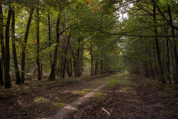 Fototapeta premium Forêt de Sénart, Essonne, 91