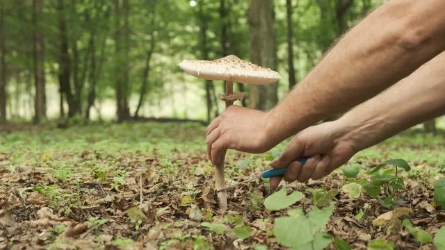 Parasol mushroom or Macrolepiota procera at harvesting in forest