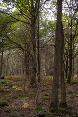 Forêt de Sénart, Essonne, 91