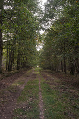 Fototapeta premium Forêt de Sénart, Essonne, 91
