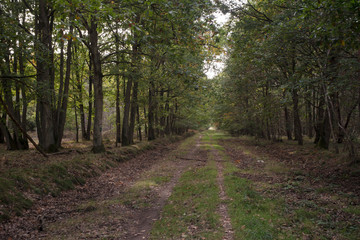 Fototapeta na wymiar Forêt de Sénart, Essonne, 91