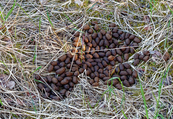 Elk droppings.