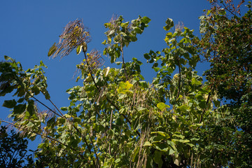 Catalpa, Catalpa bignonioides
