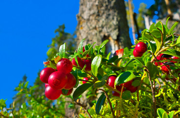 Red cranberries and blue sky.