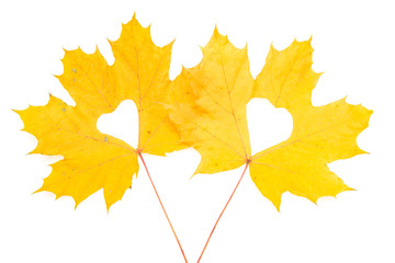 maple autumn leaves on a white background
