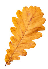 Fototapeta na wymiar oak autumn leaf on a white background