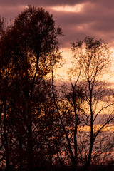 tree branches at sunset as background
